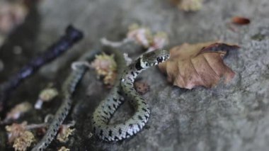 Sonbahar yapraklarının yanında yerde bir Natrix yılanının yakın çekimi.