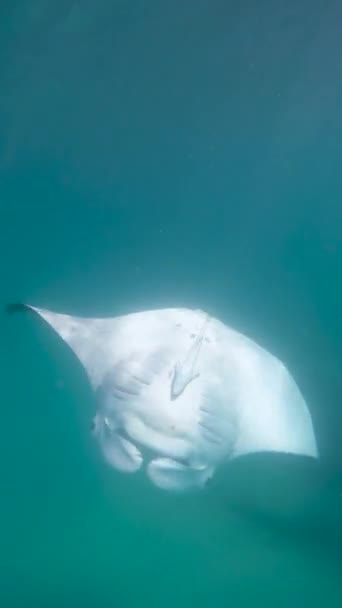 Sebuah Pandangan Vertikal Dari Raksasa Manta Ray Laut Berenang Laut — Stok Video
