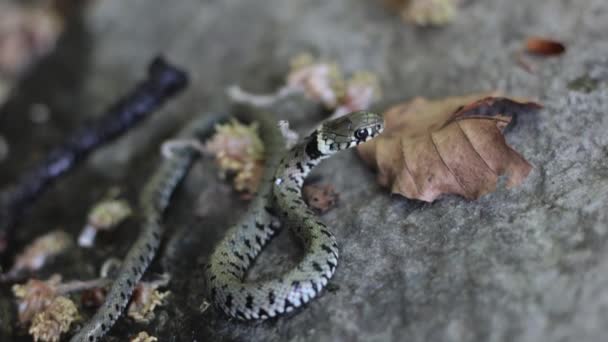 秋の葉の横の地面にナトリックスヘビの閉鎖 — ストック動画