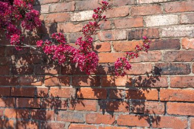 Koyu pembe çiçekli elma ağacı çiçek açmış ve sıcak tuğla bir duvara gölge düşmüş..