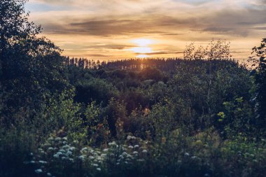 Gün batımında güzel bir ormanın hava görüntüsü.