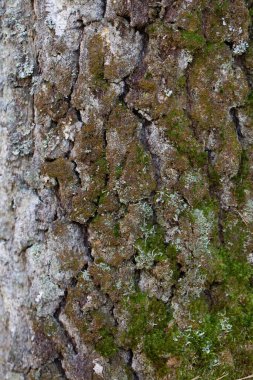 Güneş ışığı altında desenli bir ağaç kabuğuna yakın çekim