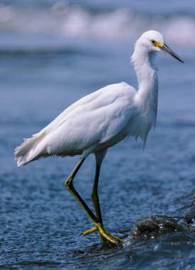 Gölün etrafındaki karlı balıkçıl kuşunun seçici odak noktası.