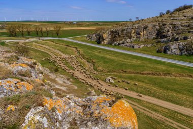 Romanya 'nın Dobruja kentinde güneşli bir yaz gününde yürüyen bir koyun sürüsü
