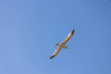 Mavi gökyüzünde parlak güneş ışığında uçan bir martının alçak açılı görüntüsü.