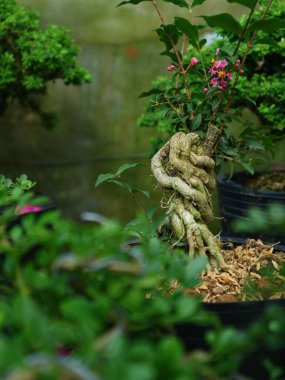 Bulanık arkaplanda çiçek açan bitkilerin yakın plan çekimi.