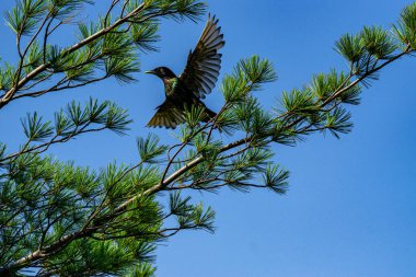 Çam ağacının yanında uçan sıradan bir sığırcık berrak blu gökyüzüne karşı