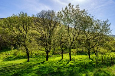 Dobrogea County Romanya 'da güzel bir park görüntüsü