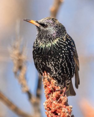 Ormandaki bir dalda Avrupa Sığırcıklarının yakın çekimi