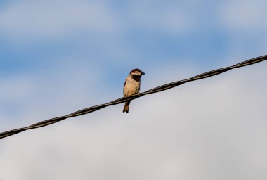 Güç kablosundaki küçük bir serçe kuşunun yakın çekim görüntüsü.