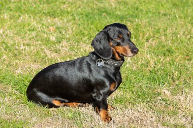 Çimenlerde oturan şirin bir porsuk köpeği.