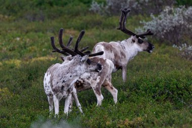 Bir tarlada ren geyiklerinin yakın çekimi.