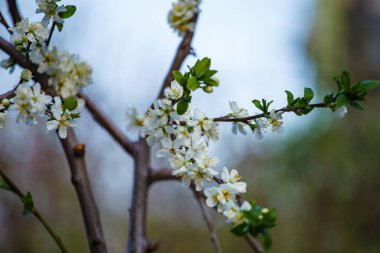 A beautiful shot of a blossoming tree
