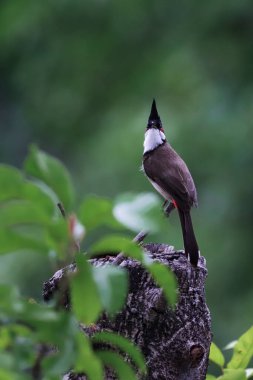 Dikey olarak kırmızı bıyıklı bir bulbul kütüğün üzerinde duruyor.