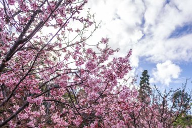 Gökyüzü bulutlu arka planda ağaç dallarında kiraz pembe çiçeklerinin manzarası