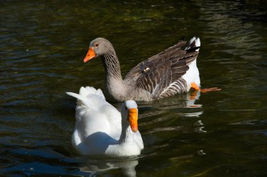 Gölde ördek ve su kuşu