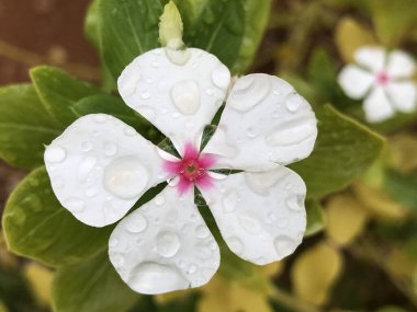 Üzerinde su damlaları olan beyaz Madagaskar Periwinkle çiçeğinin güzel yakın çekimi.