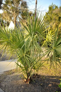 Güneşli bir günde evin ön bahçesine yerleştirilmiş genç bir Sabal Palmetto 'nun güzel bir fotoğrafı.