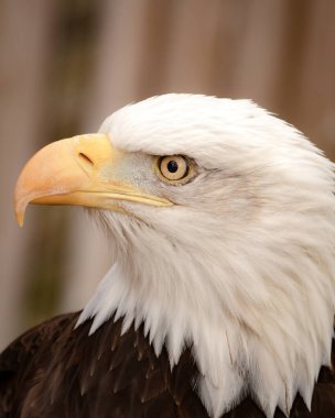 Kel Kartal 'ın dikey görüntüsü, Haliaeetus leucocephalus