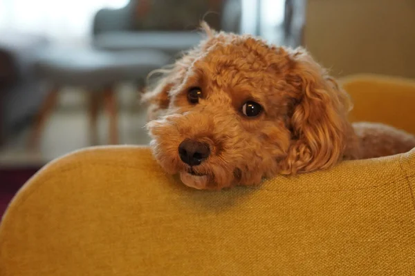 Closeup Shot Adorable Fluffy Dog Sofa — Stock Photo, Image