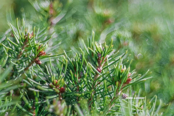 Selective Focus Green Needles Fir Tree — Stock Photo, Image
