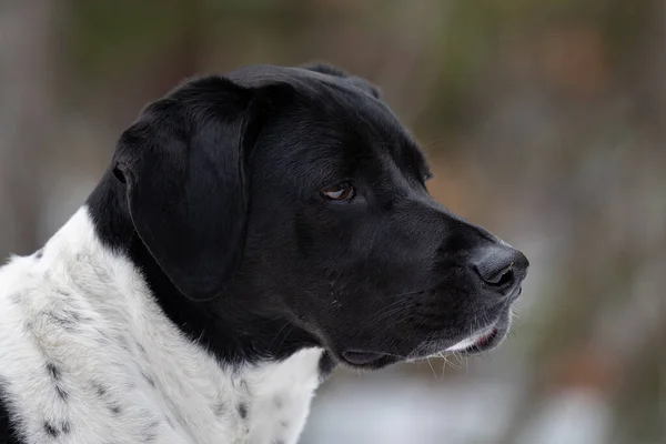 Närbild Svart Och Vit Labrador Hund Suddig Bakgrund — Stockfoto