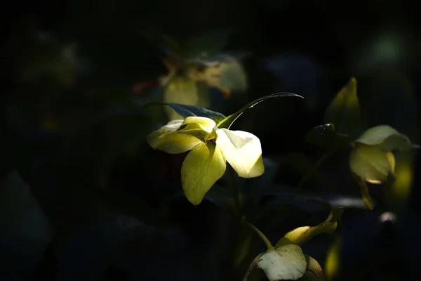 Μια Όμορφη Θέα Των Φύλλων Των Φυτών Epimedium Ένα Θολό — Φωτογραφία Αρχείου