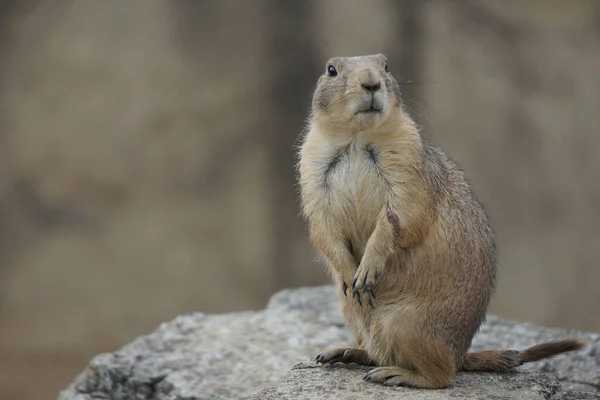 Bulanık Arka Planda Bir Kayanın Üzerinde Duran Spermophilus Sincabının Yakın — Stok fotoğraf