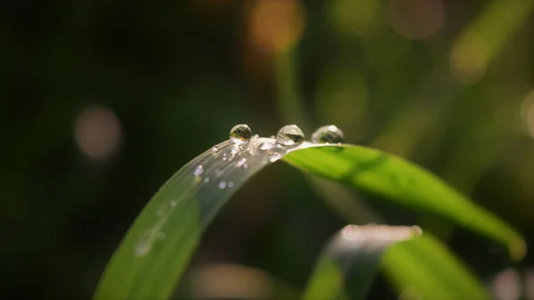 Primer Plano Hojas Verdes Cubiertas Gotas Rocío — Foto de Stock