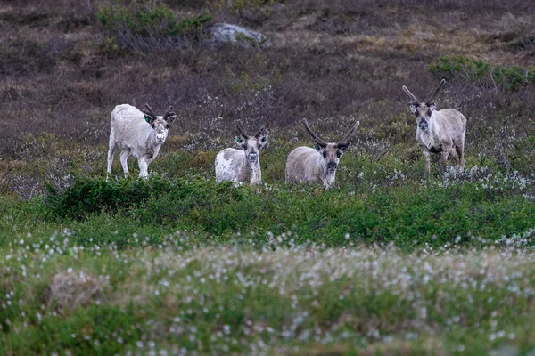 Closeup Reindeers Field — Stock Photo, Image