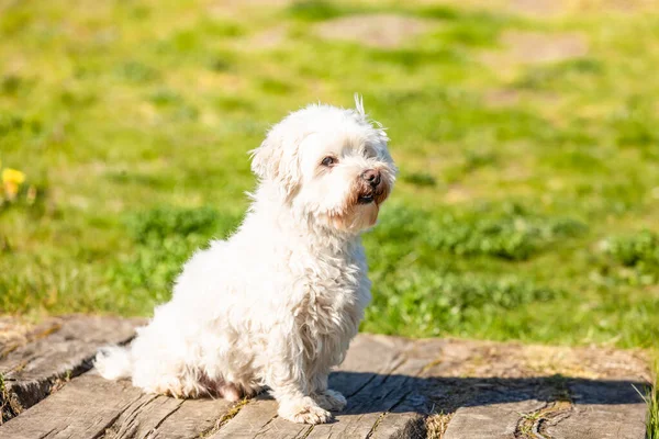 Słodki Pies Coton Tulear Siedzi Ziemi — Zdjęcie stockowe