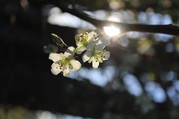 Eine Flache Einstellung Der Chinesischen Pflaumenblüte Auf Dem Baum Garten — Stockfoto