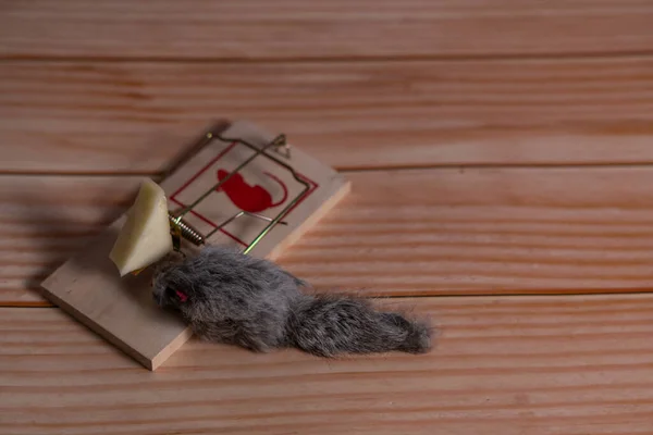 Игрушечная Мышь Пойманная Ловушку Сыром — стоковое фото