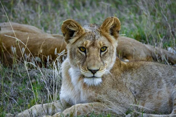Lioness Lying Grass Looking Safari Serengeti National Park Tanzania — Stock Photo, Image