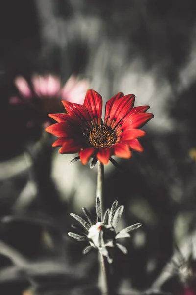 정원에서 가자니아 가까이 — 스톡 사진