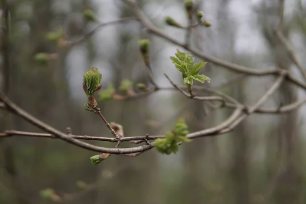 Shallow Focus Green Blooming Tree Branch Blurry Background — Stock Photo, Image