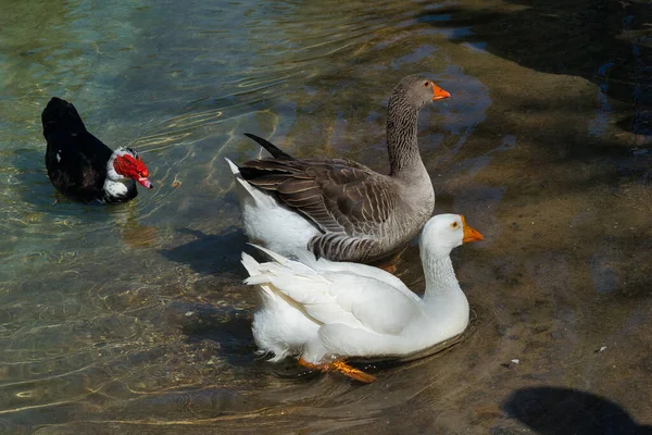 Утка Водоплавающие Птицы Озере — стоковое фото