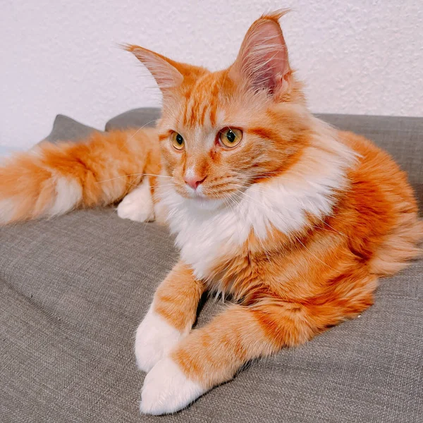 Closeup Cute Ginger Cat Lying Couch Staring Something — Stock Photo, Image