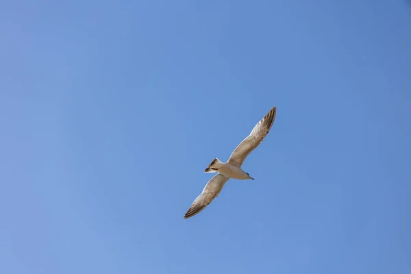 Tiro Ângulo Baixo Uma Gaivota Voando Céu Azul Luz Solar — Fotografia de Stock