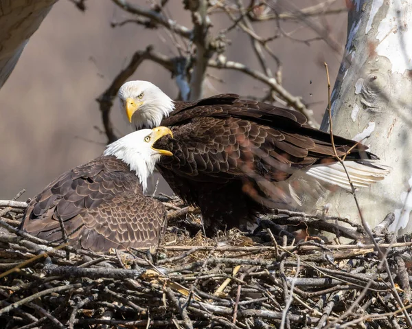 Uma Seletiva Águias Carecas Haliaeetus Leucocephalus — Fotografia de Stock