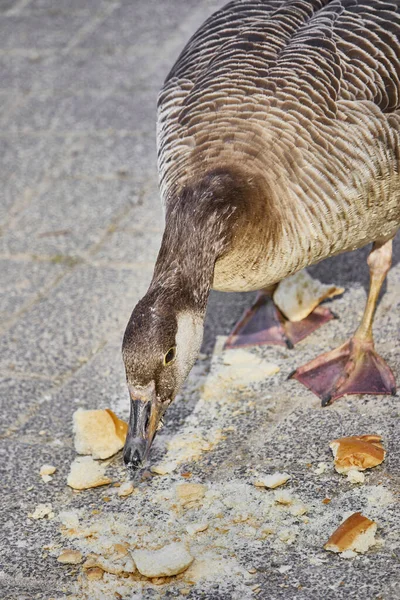 Vertical Shot Goose Eating Bread Sunny Day — Stock Photo, Image