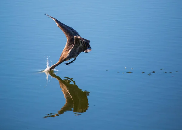 Pájaro Con Cabeza Agua Con Reflejo — Foto de Stock