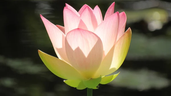 Closeup Pink Lotus Flower Pond Sunlight — Stock Photo, Image