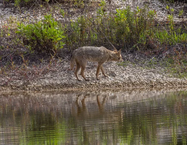 Coyote Junto Lago Estado Salvaje Con Plantas — Foto de Stock