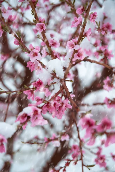 在开着花 开着粉红花朵的树上一道垂直的雪 — 图库照片