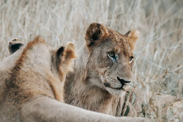 Eine Nahaufnahme Von Schönen Löwen Wald — Stockfoto