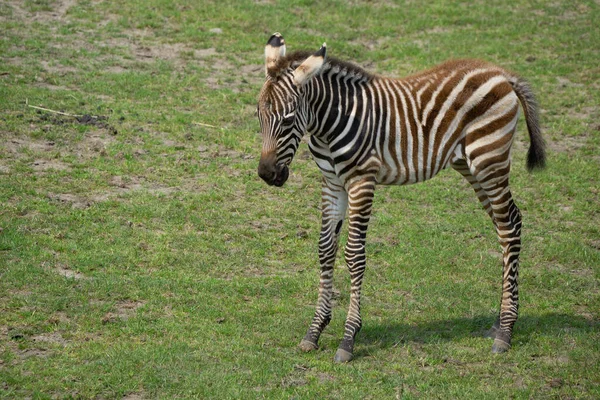 昼間の公園の畑の上の赤ちゃんのゼブラの景色 — ストック写真