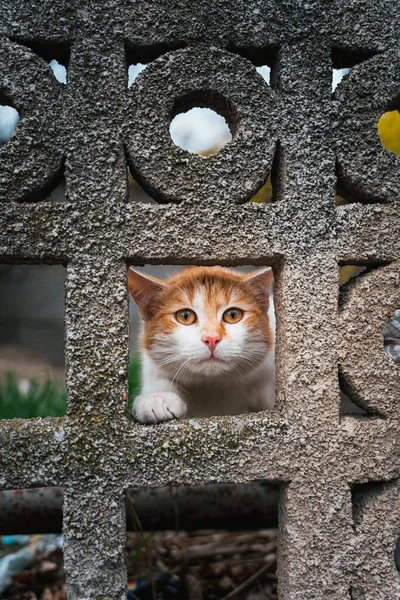 猫从石墙的孔里看出来的猫的一种选择 — 图库照片