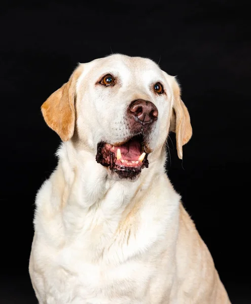 Ett Porträtt Stor Labrador Hund Studio Svart Bakgrund — Stockfoto