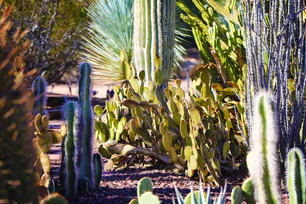 Beautiful View Variety Cactuses Including Prickly Pear Sunny Day — Stock Photo, Image